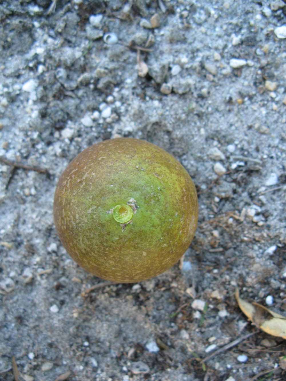            Fruit (Winter Haven, FL)   